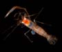 deep water gravid female Odontozona spongicola from offshore Georgia, OE 2004 ETTA cruise